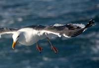 Western Gull - Larus occidentalis