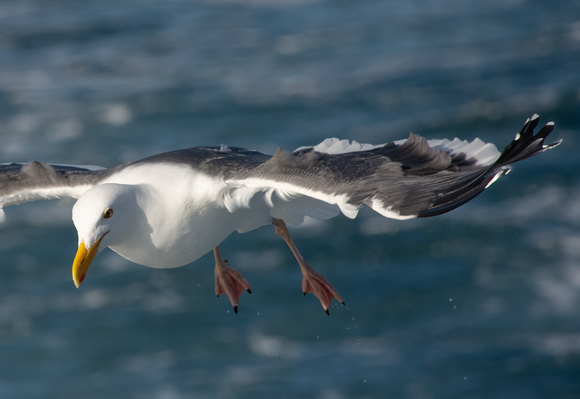 Western Gull - Larus occidentalis