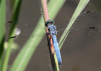 Blue dasher - Pachydiplax longipennis (Male)