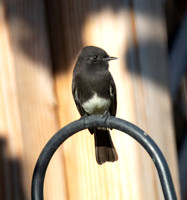 Black Phoebe - Sayornis nigricans