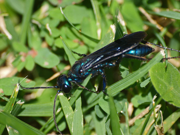 Steel-blue cricket hunter -Chlorion aerarium
