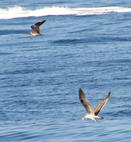 Long-tailed Jaeger - Stercorarius longicaudus, Western Gull - Larus occidentalis