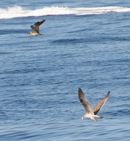 Long-tailed Jaeger - Stercorarius longicaudus, Western Gull - Larus occidentalis