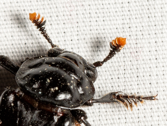Black burying beetle - nicrophorus nigrita