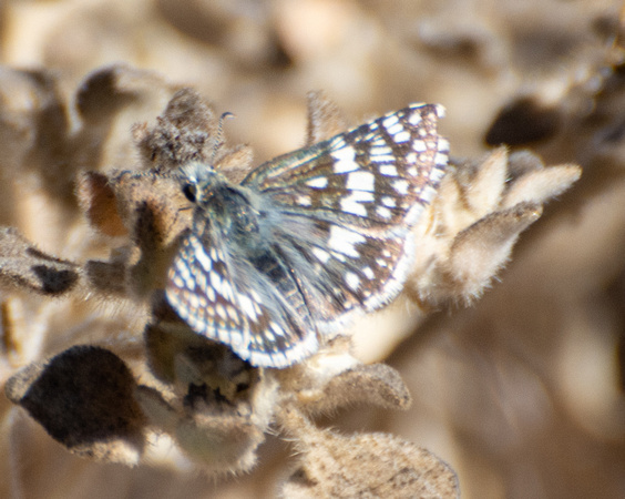 White checkered-skipper - Burnsius albescens