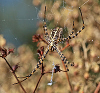 Banded argiope - Argiope trifasciata