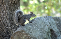 Western Gray Squirrel - Sciurus griseus