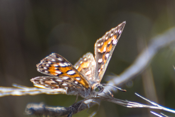 Behr's metalmark - Apodemia virgulti