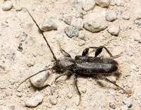 Long-horned beetle - Phymatodes grandis