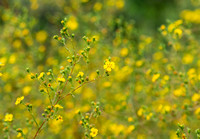 Slender tarplant - Deinandra fasciculata