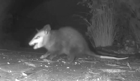 Opossum - Didelphis virginiana