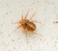 Whirligig mite  - Family Anystidae (Whirligig Mites)