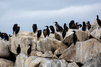 Brant - Branta bernicla