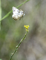 Checkered White - Pontia protodice