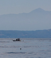 Black Storm-Petrel - Hydrobates melania