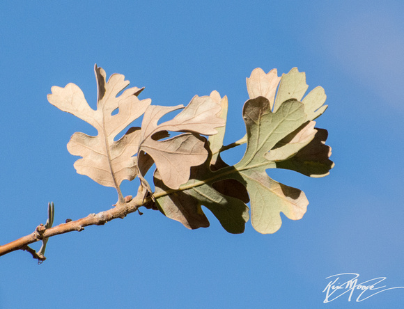 Valley Oak - Quercus lobata