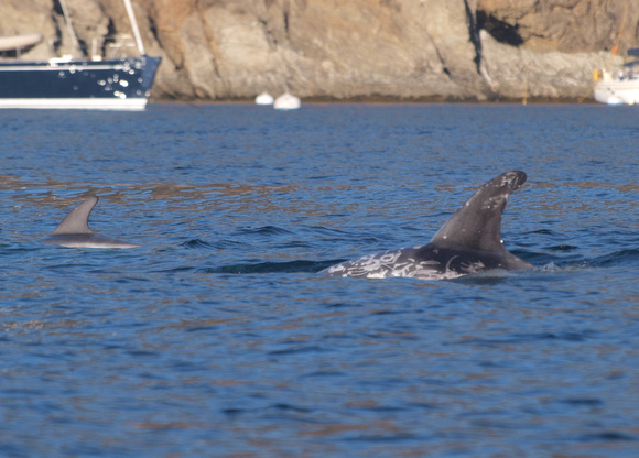 Risso's dolphin - Grampus griseus