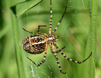 Banded argiope - Argiope trifasciata