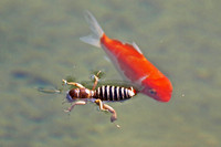 Jerusalem cricket - Ammopelmatus sp.