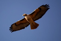 Red-tailed Hawk - Buteo jamaicensis