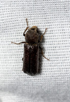 Powderpost Bostrichid - Amphicerus cornutus