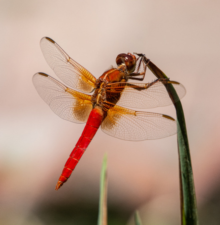 Neon skimmer -  Libellula croceipennis, Rancho Los Alamitos