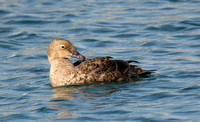 King Eider - Somateria spectabilis