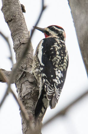 Red-naped Sapsucker - Sphyrapicus nuchalis