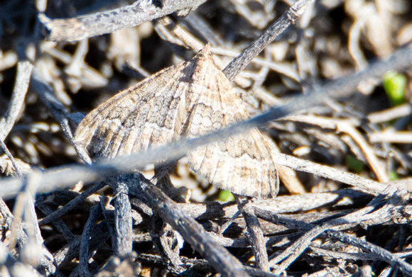 Geometer moth - Perizoma custodiata