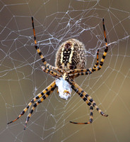 Banded argiope - Argiope trifasciata