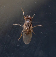 Small fruit fly - Drosophila repleta complex