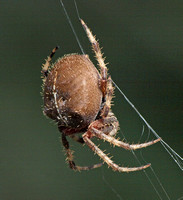 Orb weaver - Araneus gemma