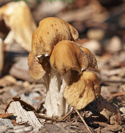 Gill Mushrooms
