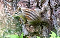 Merriam's Chipmunk - Neotamias merriami