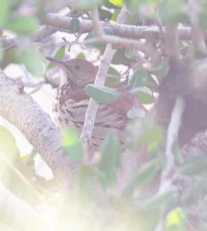 Brown Thrasher - Toxostoma rufum