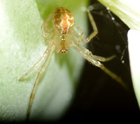 Cobweb spider - Theridion sp.