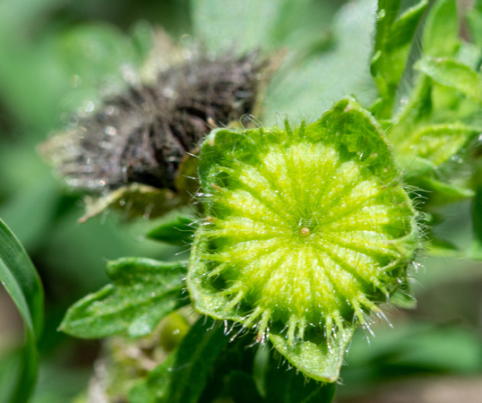 Carolina Bristlemallow - Modiola caroliniana
