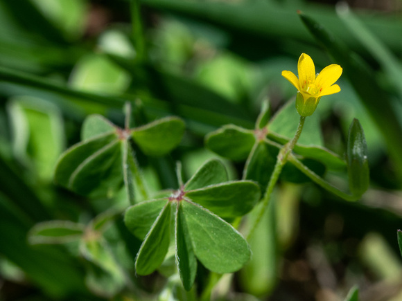 Woodsorrel - Oxalis sp.