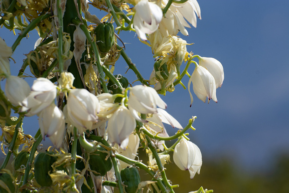 Chaparral Yucca - Hesperoyucca whipplei