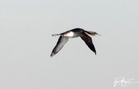 Pacific Loon - Gavia pacifica