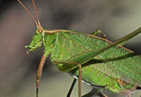 Fork-tailed bush katydid - Scudderia furcata