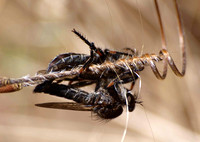 Robber fly - Machimus sp.