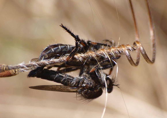 Robber fly - Machimus sp.