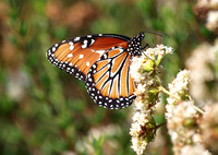 Queen - Danaus gilippus