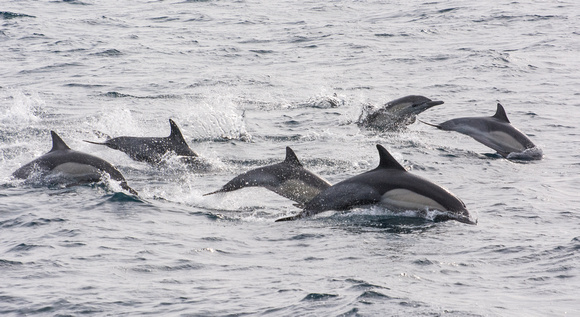 Long-beaked common dolphin - Delphinus capensis