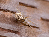 Orb weaver - Zygiella x-notata