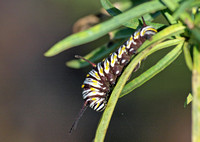 Queen - Danaus gilippus