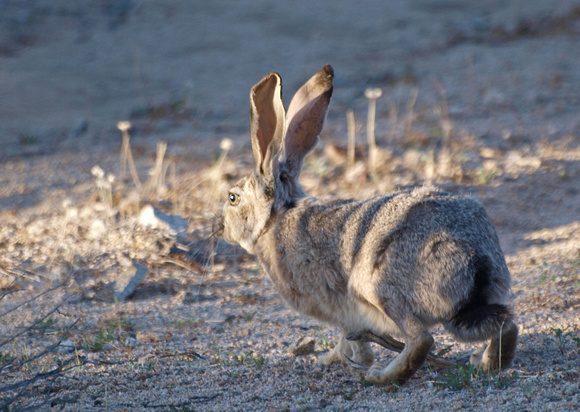 Desert blacktail jackrabbit - Lepus californicus deserticola