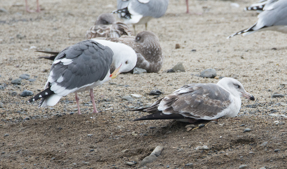 Western Gull - Larus occidentalis  ( Winter Adult (l) and 2nd Winter (r))