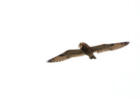 Short-eared Owl - Asio flammeus